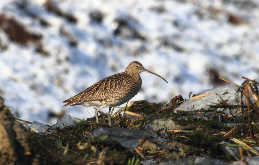 Eurasian Curlew in preserved wetland of Kopacki rit